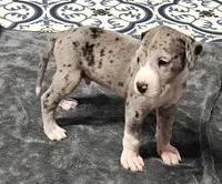 Nike, a male Great Dane for sale in Sheridan, AR – 5 of 10