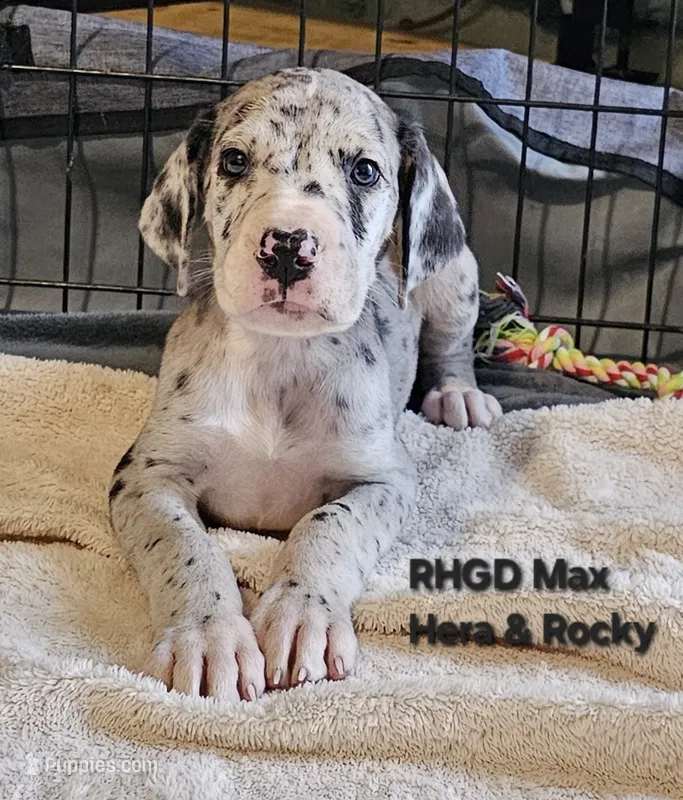 Max – Great Dane puppy for sale in Sheridan, AR