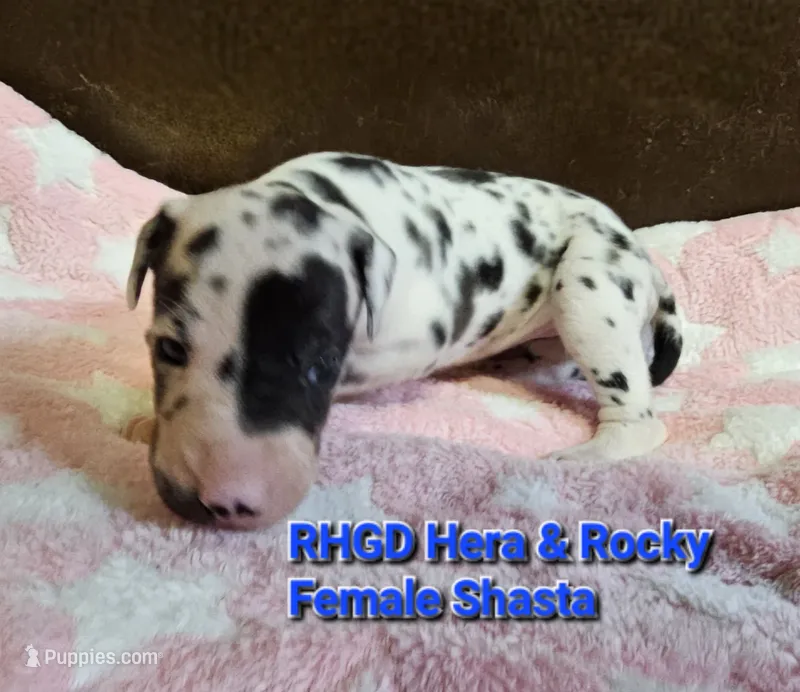 Shasta – Great Dane puppy for sale in Sheridan, AR
