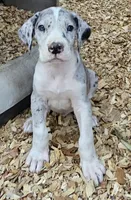 Jasper, a male Great Dane for sale in Sheridan, AR – 2 of 5