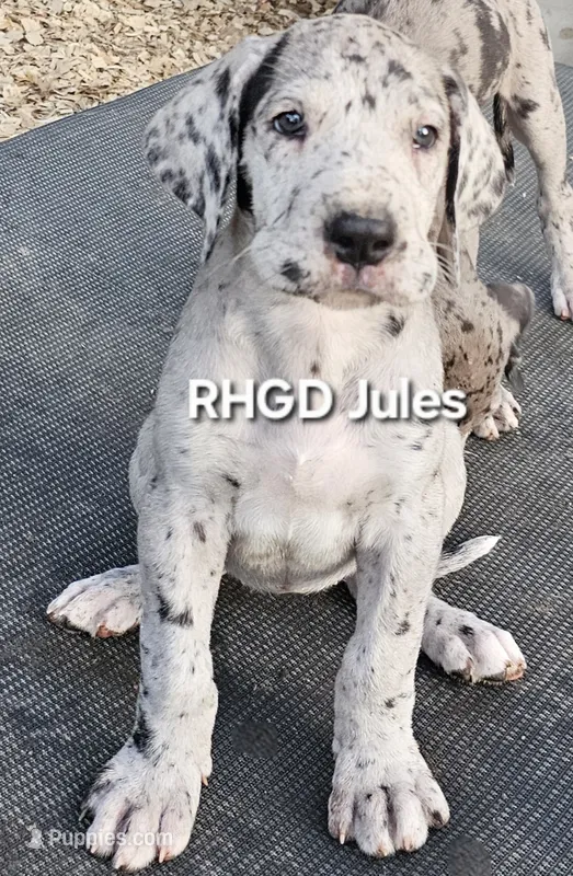 Jules – Great Dane puppy for sale in Sheridan, AR
