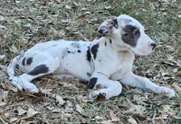 Trinity, a female Great Dane for sale in Sheridan, AR – 4 of 10