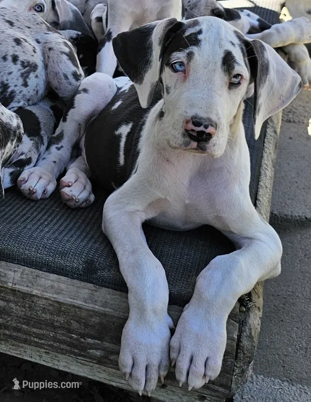 Female- One – Great Dane puppy for sale in Sheridan, AR