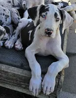 Sidney , a female Great Dane for sale in Sheridan, AR – 6 of 10