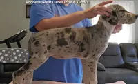Sabrina, a female Great Dane for sale in Sheridan, AR – 5 of 10