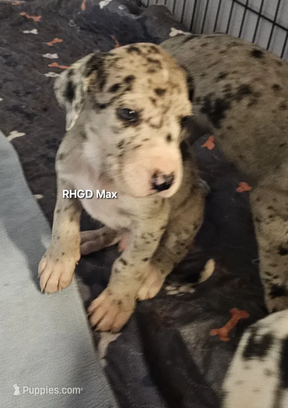 Max – Great Dane puppy for sale in Sheridan, AR