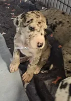 Max, a male Great Dane for sale in Sheridan, AR – 1 of 7