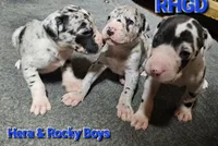 Sonny, a male Great Dane for sale in Sheridan, AR – 5 of 5