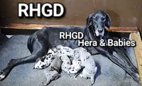Sassy, a female Great Dane for sale in Sheridan, AR – 2 of 2