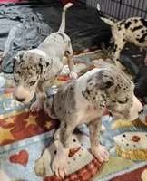 Nike, a male Great Dane for sale in Sheridan, AR – 8 of 10