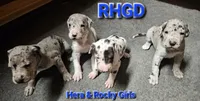 Jules, a female Great Dane for sale in Sheridan, AR – 8 of 8