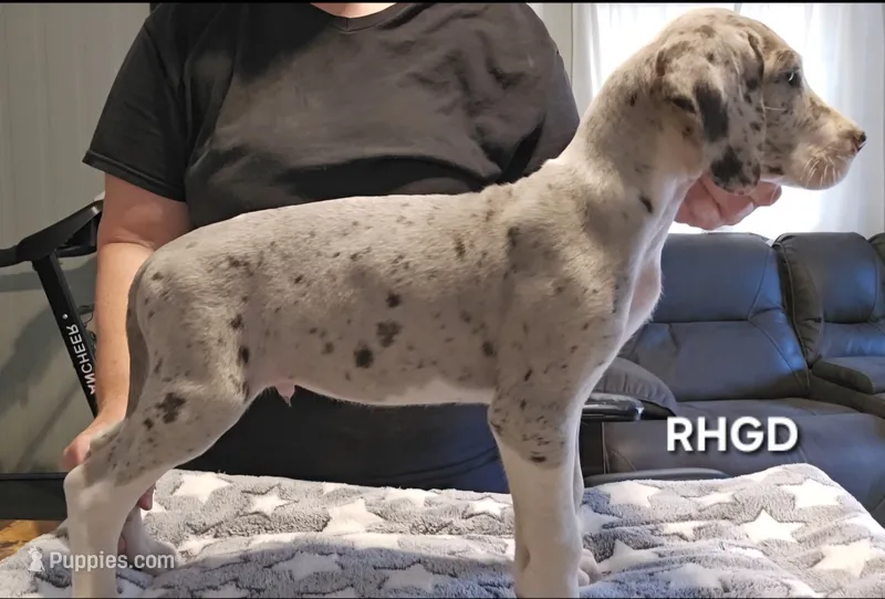Jasper – Great Dane puppy for sale in Sheridan, AR