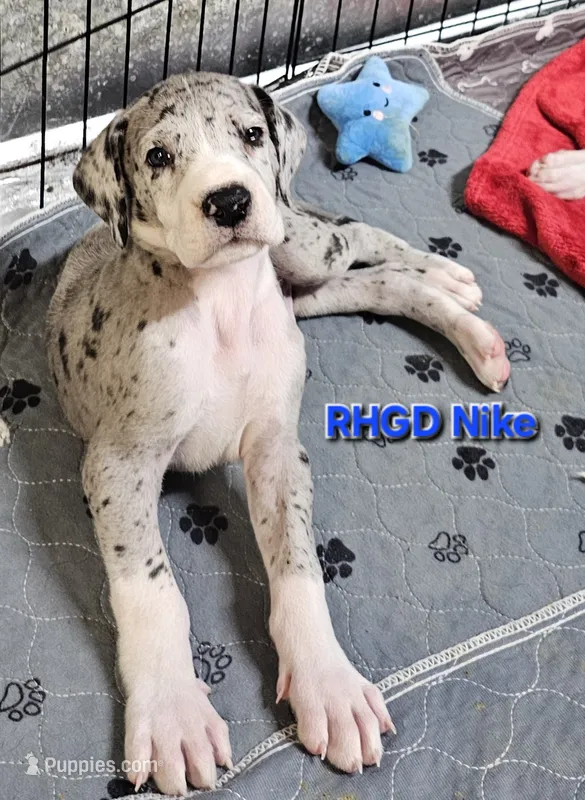 Nike – Great Dane puppy for sale in Sheridan, AR