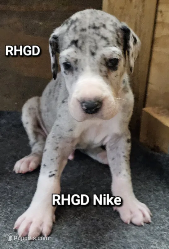 Nike – Great Dane puppy for sale in Sheridan, AR