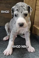 Nike, a male Great Dane for sale in Sheridan, AR – 1 of 10