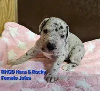 Jules, a female Great Dane for sale in Sheridan, AR – 5 of 5