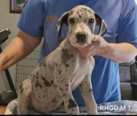 Male- One, a male Great Dane for sale in Sheridan, AR – 4 of 4