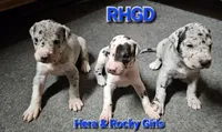 Jules, a female Great Dane for sale in Sheridan, AR – 6 of 8