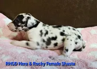 Shasta, a female Great Dane for sale in Sheridan, AR – 2 of 2