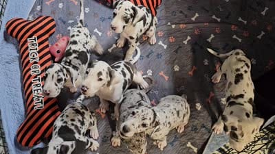 Betty Boop, a female Great Dane for sale in Sheridan, AR – 3 of 4