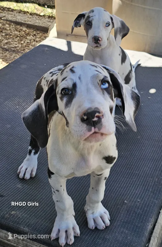 Female- Three – Great Dane puppy for sale in Sheridan, AR