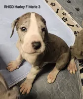 processed/82fa7fb2-662e-4f60-afb2-ccd82a9c4226/listing/f2c8bed3-3f78-4a8c-b1d0-63297f6b709e/2517d175-be8d-4f00-9598-ecac2db8c2ef