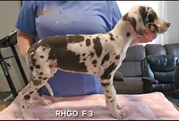 Female- Three, a female Great Dane for sale in Sheridan, AR – 3 of 3