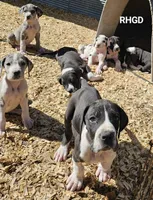 Spike, a male Great Dane for sale in Sheridan, AR – Photo 3 of 8