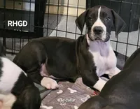 Spike, a male Great Dane for sale in Sheridan, AR – Photo 1 of 8