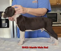 Spike, a male Great Dane for sale in Sheridan, AR – Photo 5 of 8