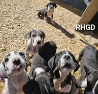 Spike, a male Great Dane for sale in Sheridan, AR – Photo 6 of 8