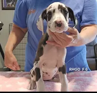 Female- Six, a female Great Dane for sale in Sheridan, AR – 4 of 4
