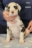 Adonis, a male Great Dane for sale in Sheridan, AR – Photo 1 of 2