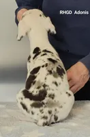 Adonis, a male Great Dane for sale in Sheridan, AR – Photo 2 of 2