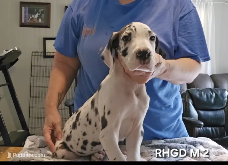 Male- Two – Great Dane puppy for sale in Sheridan, AR
