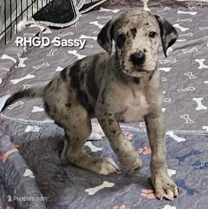 Sassy – Great Dane puppy for sale in Sheridan, AR