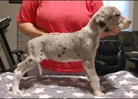 Jasper, a male Great Dane for sale in Sheridan, AR – 4 of 5