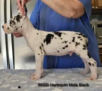 Sully, a male Great Dane for sale in Sheridan, AR – Photo 6 of 8