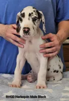 Sully, a male Great Dane for sale in Sheridan, AR – Photo 3 of 8
