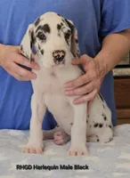 Sully, a male Great Dane for sale in Sheridan, AR – Photo 5 of 8