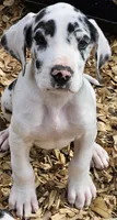 Sully, a male Great Dane for sale in Sheridan, AR – Photo 8 of 8
