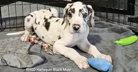 Sully, a male Great Dane for sale in Sheridan, AR – Photo 1 of 8