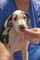 Female- One, a female Great Dane for sale in Sheridan, AR – 2 of 6