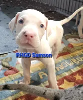 Sampson, a male Great Dane for sale in Sheridan, AR – 4 of 4
