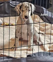 Jules, a female Great Dane for sale in Sheridan, AR – 2 of 5