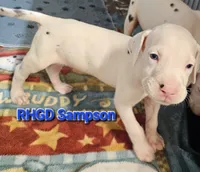 Sampson, a male Great Dane for sale in Sheridan, AR – 1 of 4