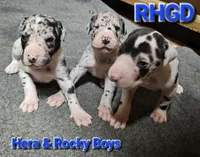 Sonny, a male Great Dane for sale in Sheridan, AR – 4 of 5