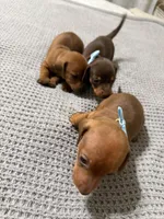 Lyla, a female Dachshund and Miniature Dachshund for sale in Everett, MA – 5 of 10