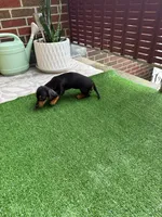 Lyla zyzi, a female Dachshund and Miniature Dachshund for sale in Everett, MA – 3 of 3