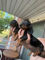 Lyla zyzi, a female Dachshund and Miniature Dachshund for sale in Everett, MA – 1 of 3